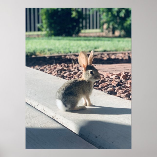 Bunny Rabbit Foto von Easter Spring Poster (Vorne)