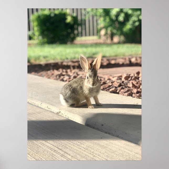 Bunny Rabbit Foto von Easter Spring Poster (Vorne)