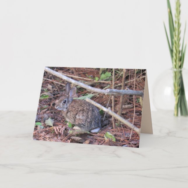 Bunny Rabbit Grußkarte Feiertagskarte (Vorderseite)