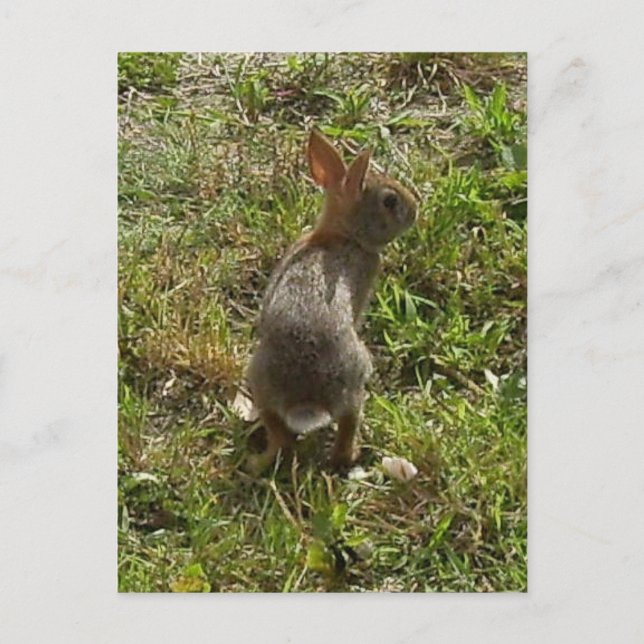 Bunny Rabbit Hare Stuff Postkarte (Vorderseite)