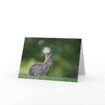 Bunny Rabbit Nature Foto