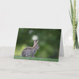 Bunny Rabbit Nature Foto Karte