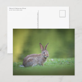 Bunny Rabbit Nature Foto Postkarte