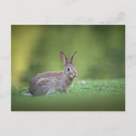 Bunny Rabbit Nature Foto Postkarte