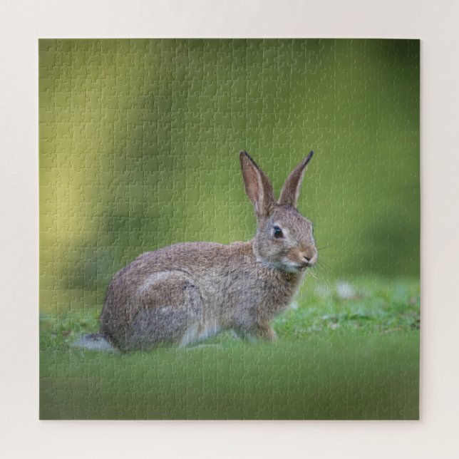 Bunny Rabbit Nature Foto Puzzle (Vertikal)