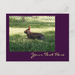 Bunny Rabbit Postcard Postkarte