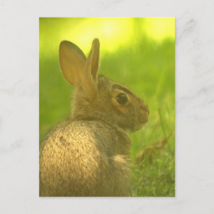 Bunny Rabbit Postcard Postkarte
