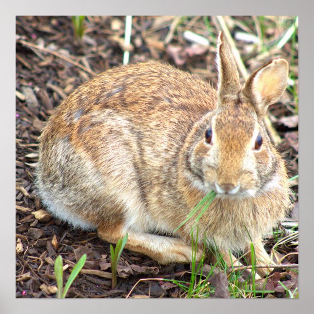 Bunny Rabbit Poster (Vorne)