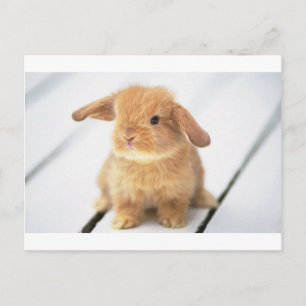 Bunny Rabbit Postkarte