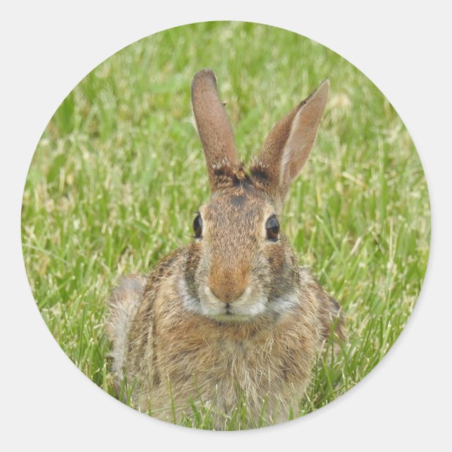 Bunny Rabbit Runder Aufkleber (Vorderseite)