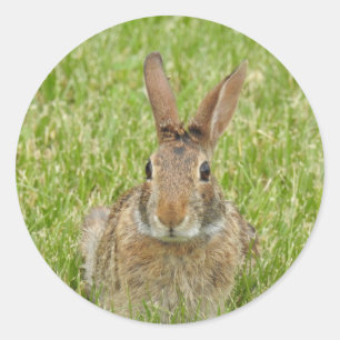 Bunny Rabbit Runder Aufkleber