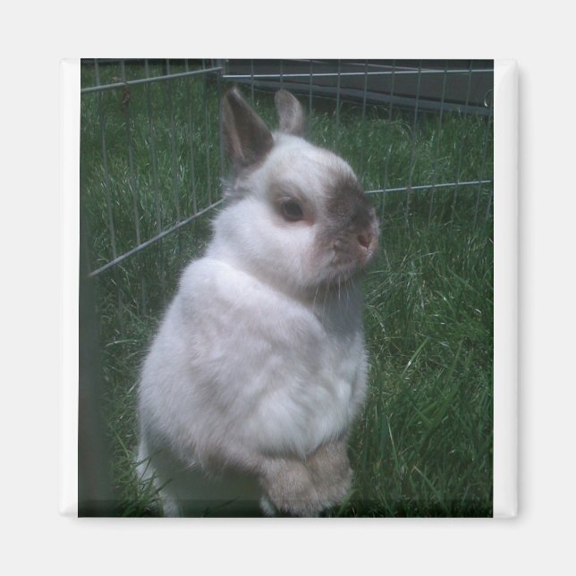 Bunny Rabbit Square Magnet (Vorne)