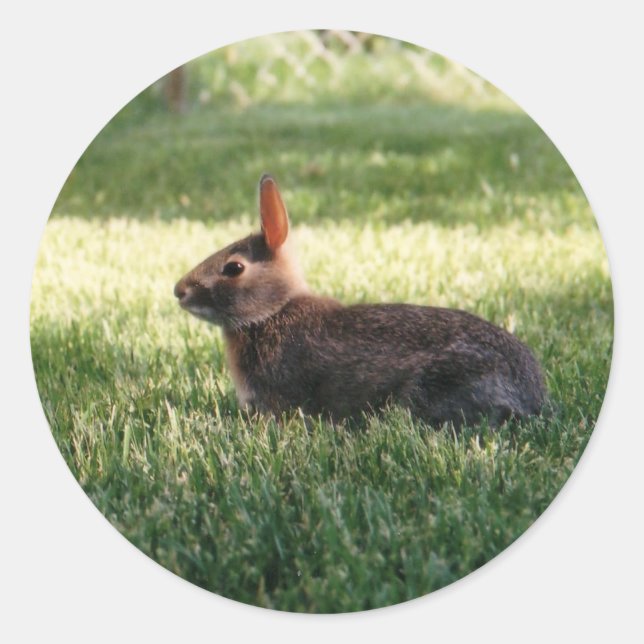Bunny Rabbit Stickers (Vorderseite)