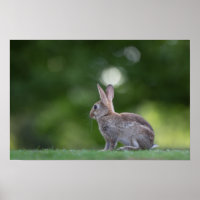 Bunny Rabbit Wildlife Foto
