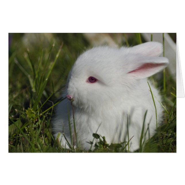 Bunny Sniffing Blume (Vorderseite (Horizontal))