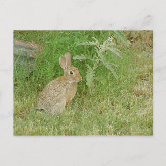 Bunny So Niedlich Postkarte