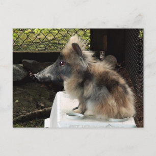 Bunnyping-Postkarte Postkarte