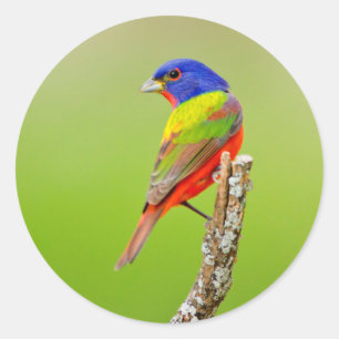 Buntbunt (Passerina ciris) Männchen sitzend Runder Aufkleber