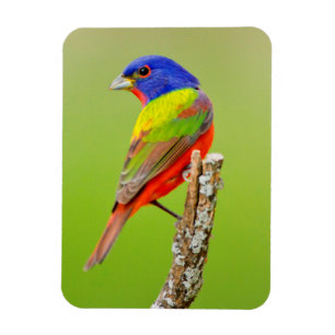 Buntbuntpink (Passerina ciris) Männchen Auf einer Magnet