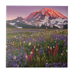 Bunte Blumen im regnerischeren Nationalpark Fliese