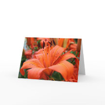 [Bunte Blumen-] Tiger-Lilie - irgendeine