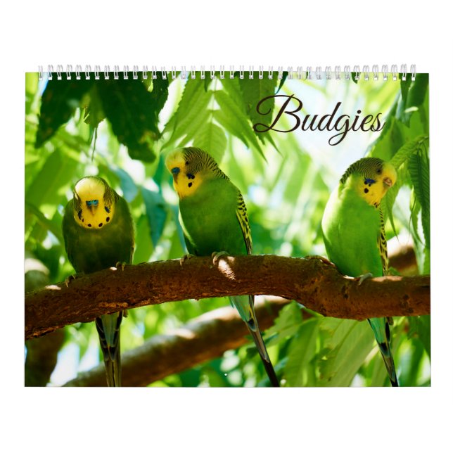 Bunte Budgien Parakeet Bird Lover Kalender (Titelbild)