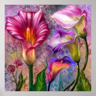 Bunte Calla-Lilien Poster