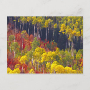 Bunte Espen im Logan Canyon Utah in der Postkarte