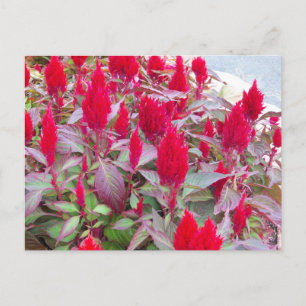 BUNTE FLORA POSTKARTE