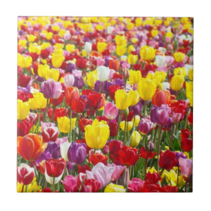 Bunte Frühlings-Tulpe-Blumen-Fliesenkunstgeschenke Fliese