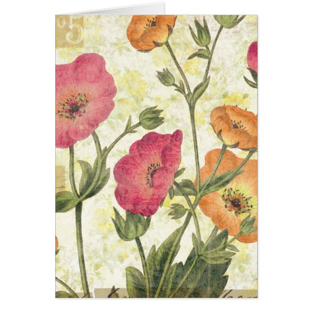 Bunte Gänseblümchen (Vorne)