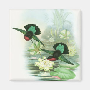 Bunte Gould Kolibri-quadratischer Magnet