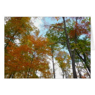 Bunte Herbstblätter in die Höhe blickend