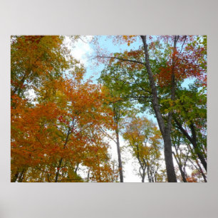 Bunte Herbstblätter in die Höhe blickend Poster
