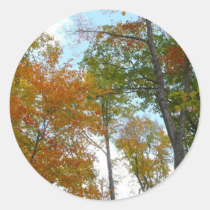 Bunte Herbstblätter in die Höhe blickend Runder Aufkleber