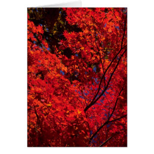 Bunte Herbstlandschaft