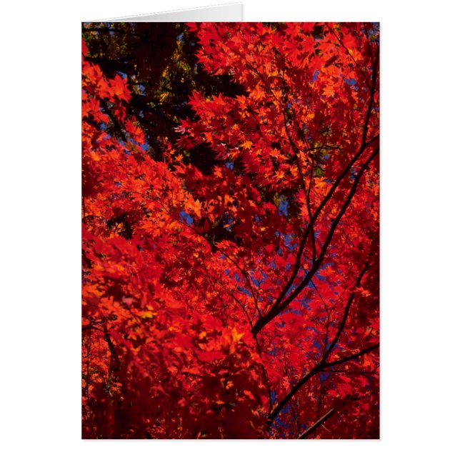 Bunte Herbstlandschaft (Vorne)