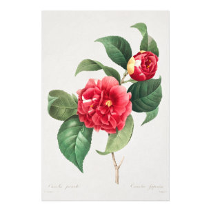 Bunte Kamelie, Pierre-Joseph Redouté, 1833 Fotodruck