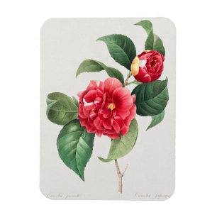 Bunte Kamelie, Pierre-Joseph Redouté, 1833 Magnet
