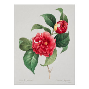 Bunte Kamelie, Pierre-Joseph Redouté, 1833 Poster