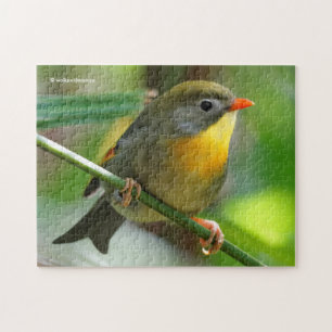 Bunte Leiothrix / Pekin-Robin Singvogel Puzzle