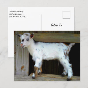 Bunte nigerianische Zwergziege mit blauen Augen Postkarte