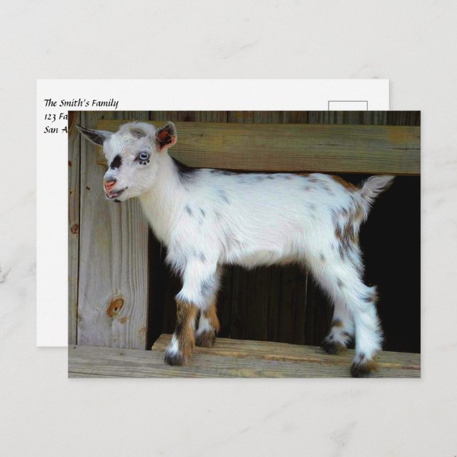 Bunte nigerianische Zwergziege mit blauen Augen Postkarte (Vorne/Hinten)