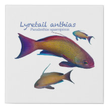 bunte Riff-Fische