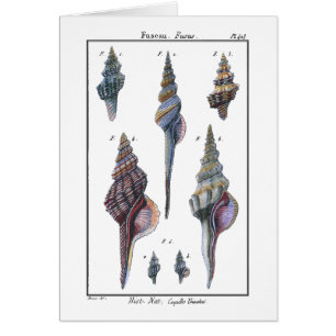 Bunte sieben Seashells