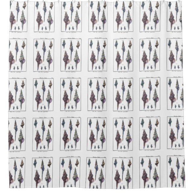 Bunte sieben Seashells Duschvorhang (Vorderseite)