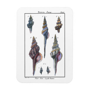Bunte sieben Seashells Magnet