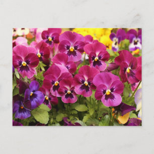 Bunte Stiefmütterchen-Blumen im Garten Postkarte