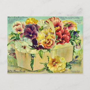Bunte Stiefmütterchen-Blumen Vintage-Samenpaket-Co Postkarte