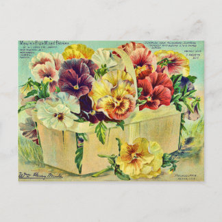 Bunte Stiefmütterchen-Blumen Vintage-Samenpaket-Co Postkarte